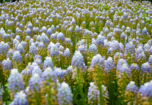 140429-Huwelijksdag-18