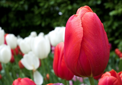 140429-Huwelijksdag-19