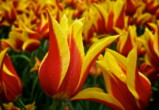 140429-Huwelijksdag-20