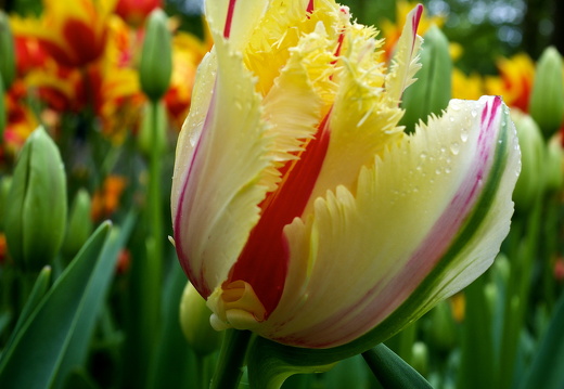 140429-Huwelijksdag-21