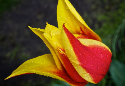 140429-Huwelijksdag-22