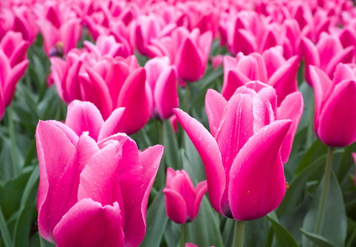 140429-Huwelijksdag-23