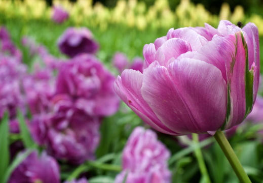 140429-Huwelijksdag-24