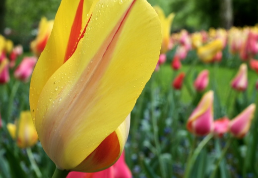 140429-Huwelijksdag-25