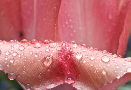 140429-Huwelijksdag-26