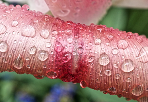 140429-Huwelijksdag-28