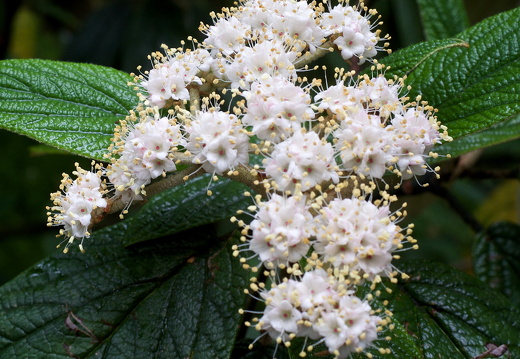 140429-Huwelijksdag-30