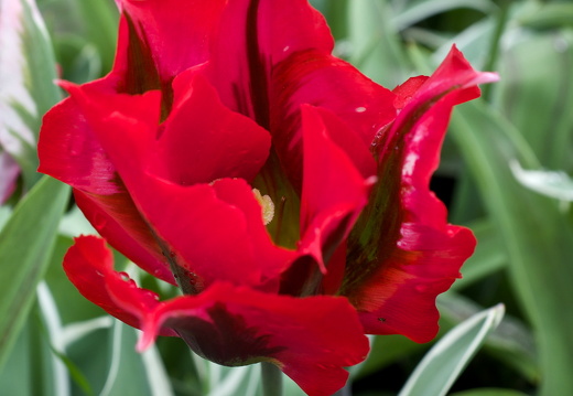 140429-Huwelijksdag-32