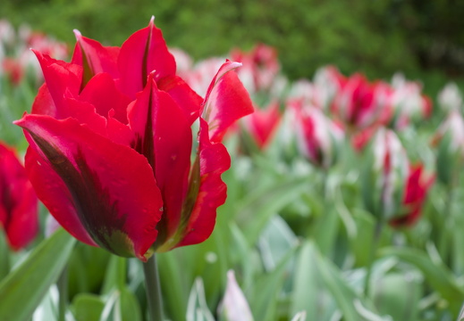 140429-Huwelijksdag-33