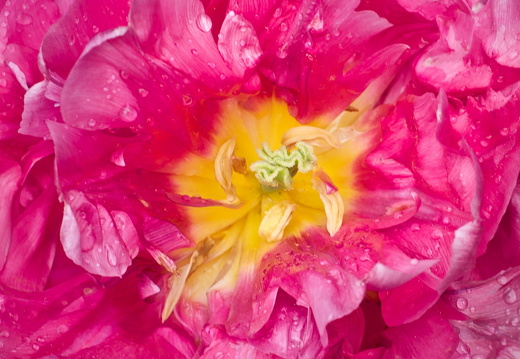 140429-Huwelijksdag-35