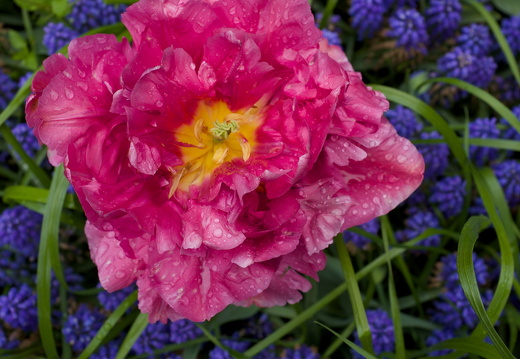 140429-Huwelijksdag-36