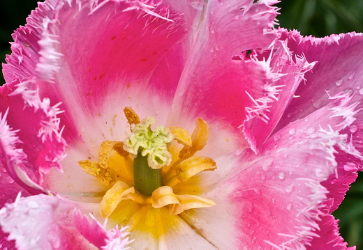 140429-Huwelijksdag-37