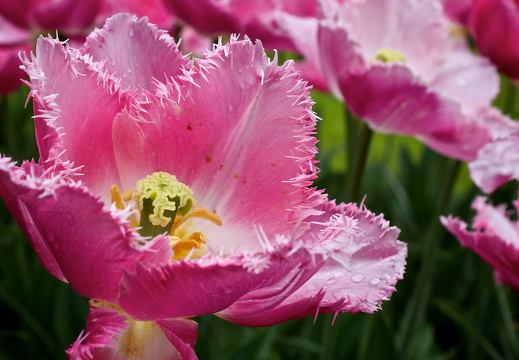 140429-Huwelijksdag-38