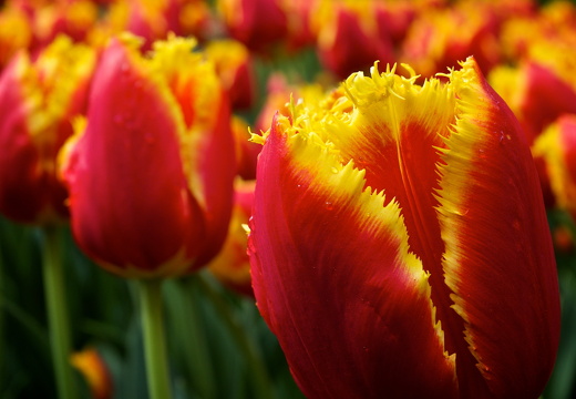 140429-Huwelijksdag-45