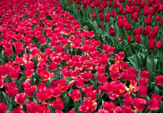 140429-Huwelijksdag-47