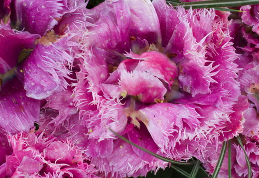 140429-Huwelijksdag-48