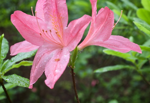 140429-Huwelijksdag-49