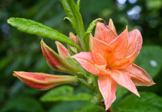 140429-Huwelijksdag-50