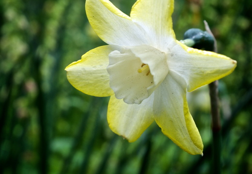 140429-Huwelijksdag-52