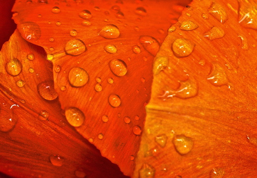 140429-Huwelijksdag-55