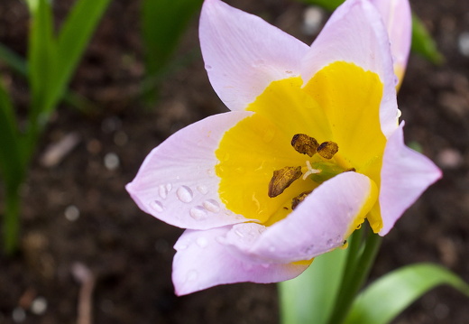 140429-Huwelijksdag-56