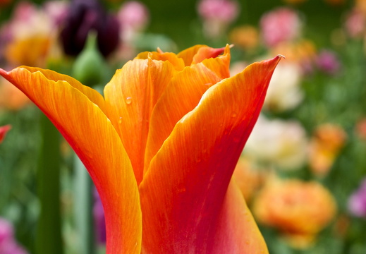 140429-Huwelijksdag-58