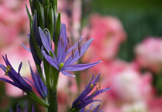 140429-Huwelijksdag-62