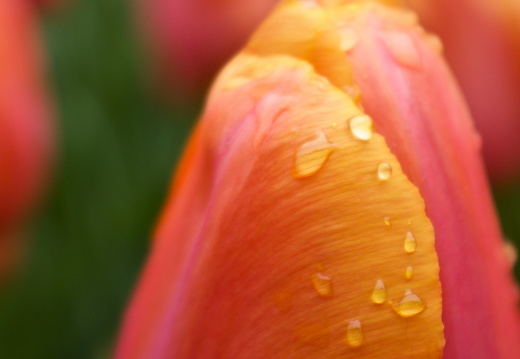 140429-Huwelijksdag-63