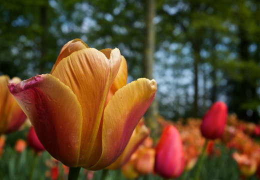 140429-Huwelijksdag-65