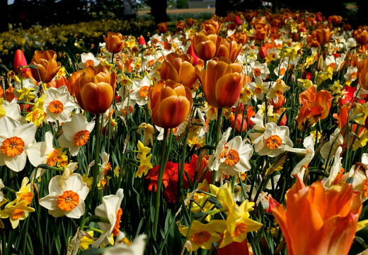 140429-Huwelijksdag-66