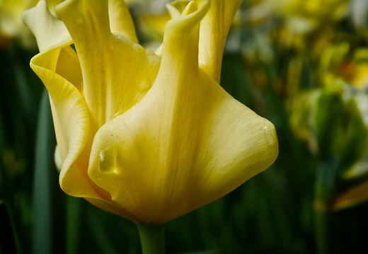 140429-Huwelijksdag-70