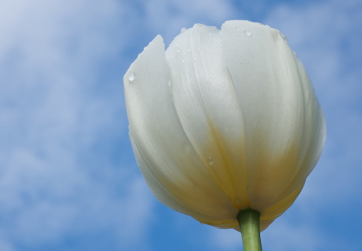 140429-Huwelijksdag-71