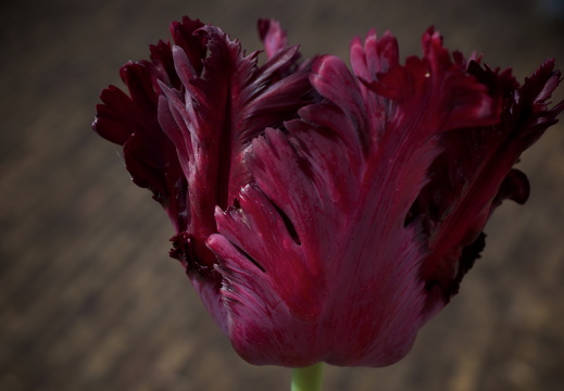 140429-Huwelijksdag-72