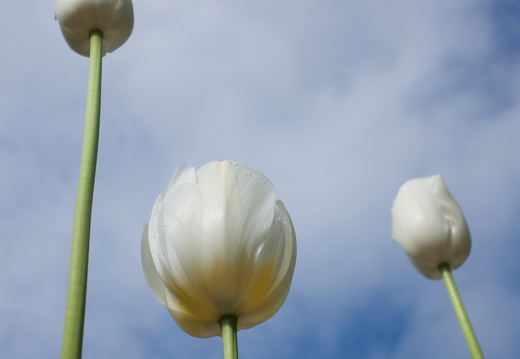 140429-Huwelijksdag-73