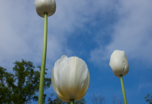140429-Huwelijksdag-74