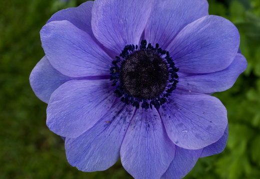 140429-Huwelijksdag-76