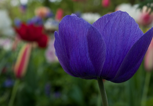 140429-Huwelijksdag-77