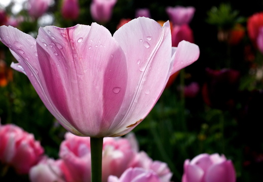 140429-Huwelijksdag-80