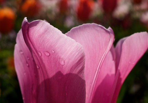 140429-Huwelijksdag-81