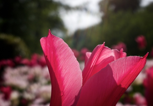 140429-Huwelijksdag-82