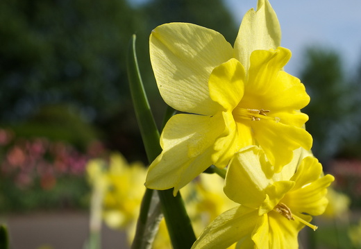 140429-Huwelijksdag-83