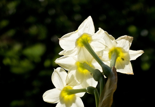 140429-Huwelijksdag-84