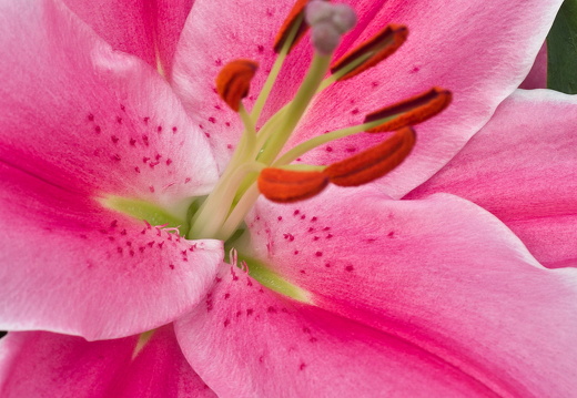 140429-Huwelijksdag-87