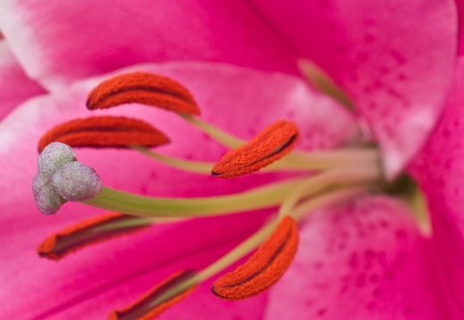 140429-Huwelijksdag-88