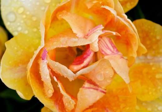 140429-Huwelijksdag-9