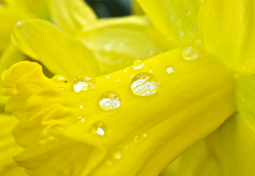 140429-Huwelijksdag-90