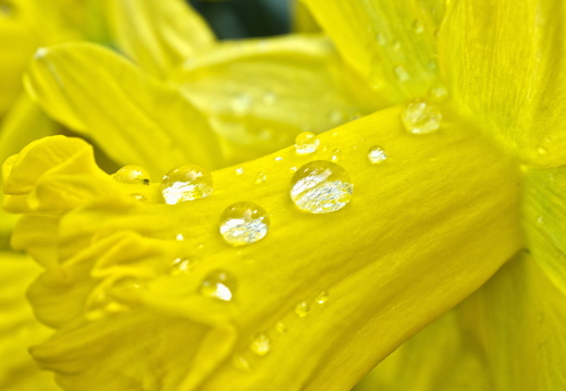 140429-Huwelijksdag-91