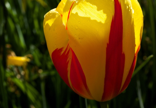 140429-Huwelijksdag-92