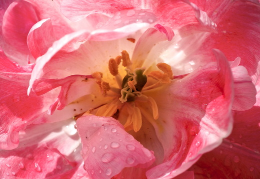 140429-Huwelijksdag-93