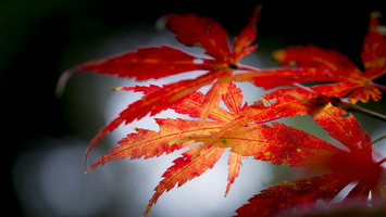 1401026-Arboretum-104